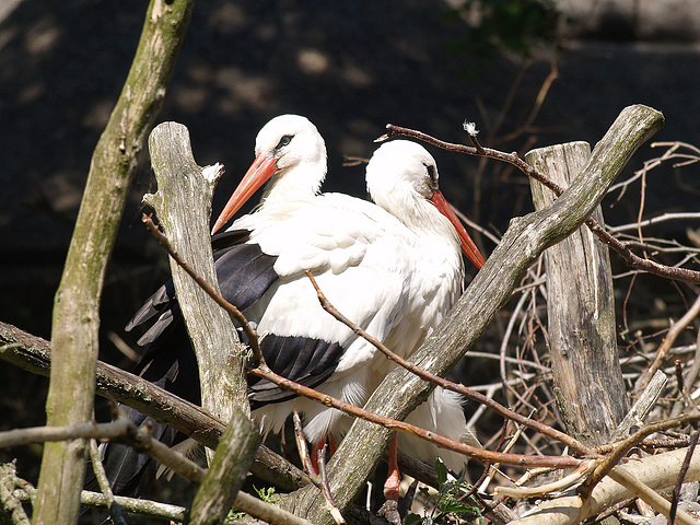 Two headed bird