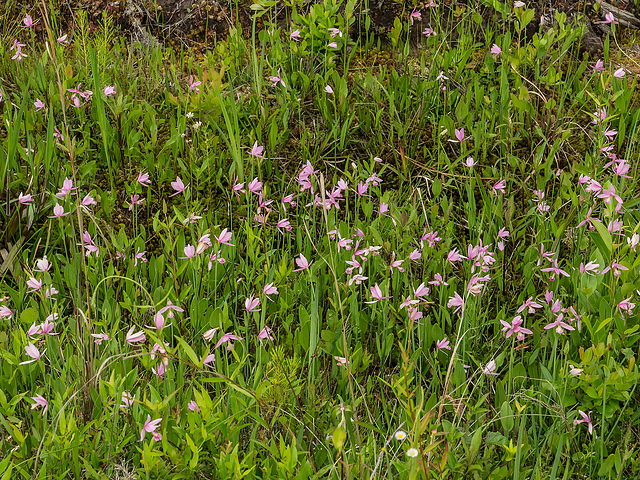 Pogonia ophioglossoides (Rose Pogonia orchid)