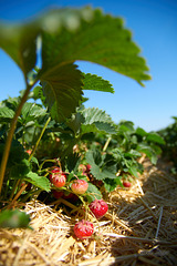 some strawberries...