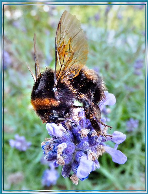 Helle Erdhummel (Bombus Lucorum). ©UdoSm