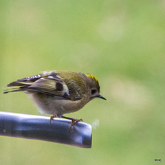 Goldcrest aerobics!