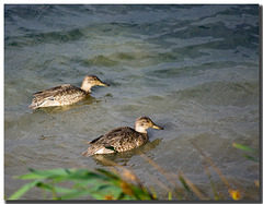 Ducks at Burton Mere