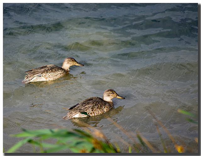 Ducks at Burton Mere