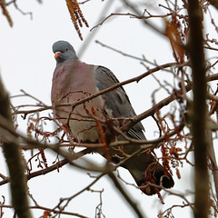 EOS 90D Unknown 13 29 50 12752 WoodPigeon dpp