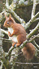 Red playing in the apple tree