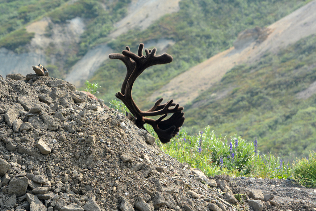 Alaska, Caribou Hiding behind an Embankment