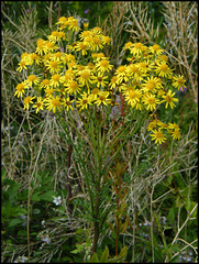 ragwort