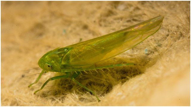 IMG 9971 Leafhopper