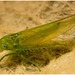 IMG 9971 Leafhopper