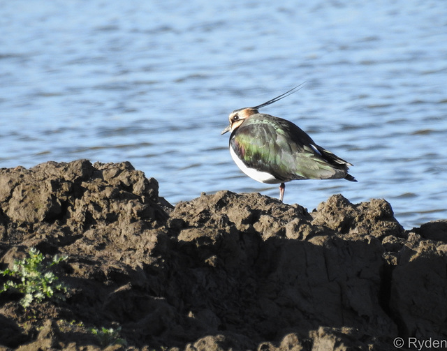 Lapwing