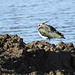 Lapwing