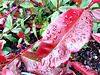 Raindrops on Leaves.