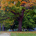 Fall Tree 1996