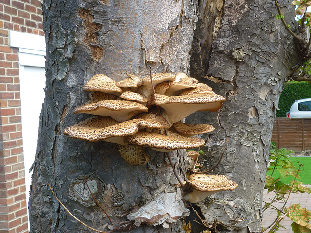 Honey Fungus