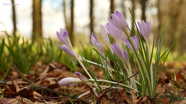 Boerenkrokus