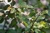 Nationalpark Paklenica - Gottesanbeterin (Mantis religiosa)