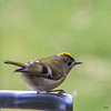 Goldcrest aerobics!