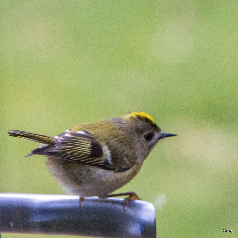 Goldcrest aerobics!