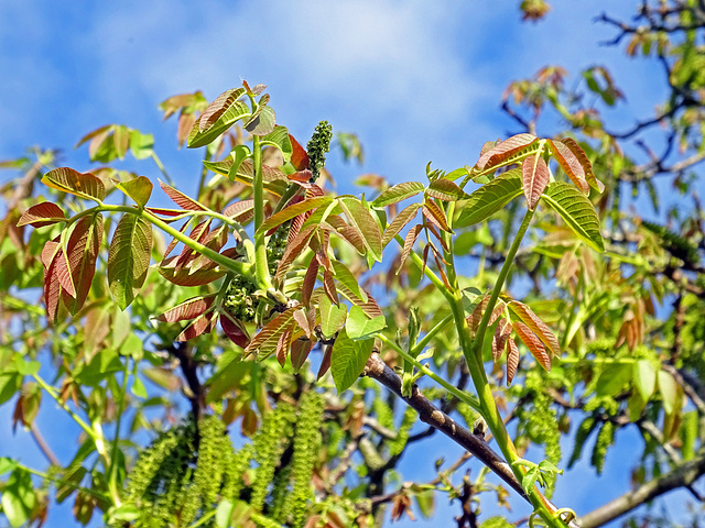 fresh Walnuttree-leafs  , Juglans regia