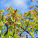 fresh Walnuttree-leafs  , Juglans regia