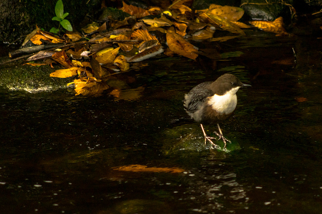 Dipper