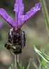 Lavender with Bee and spider