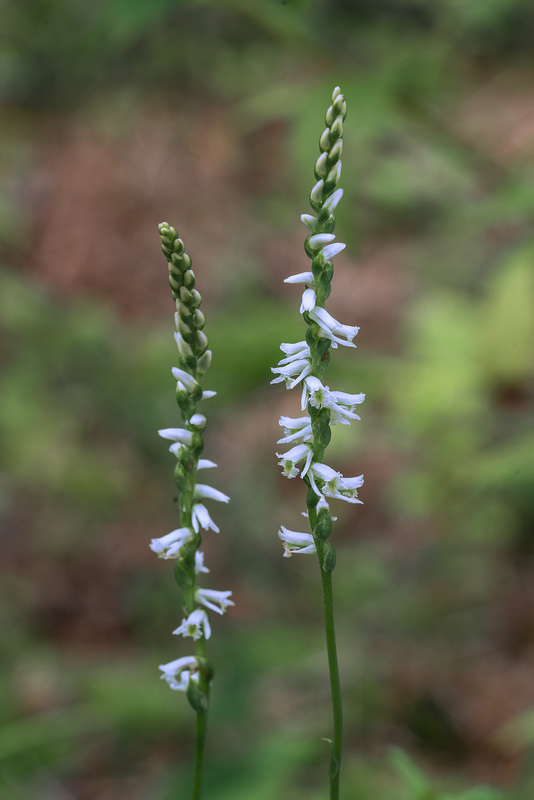 Spiranthes lacera var. gracilis (Northern Slender Ladies'-tresses orchid)