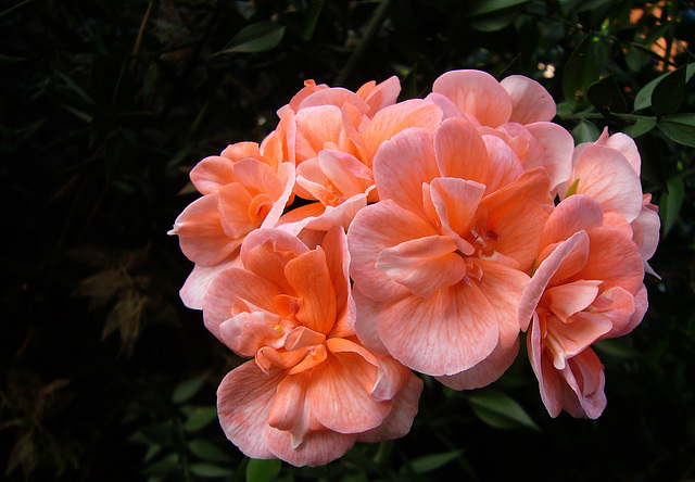 Fernanda's pink geranium