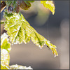 MM - Erster Frost in Weißbach