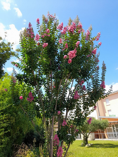 Arbre en fleurs**************Lagerstroemia**************