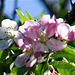 Apple blossom