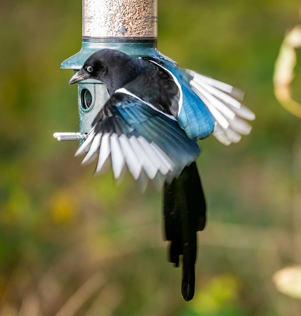 Magpie