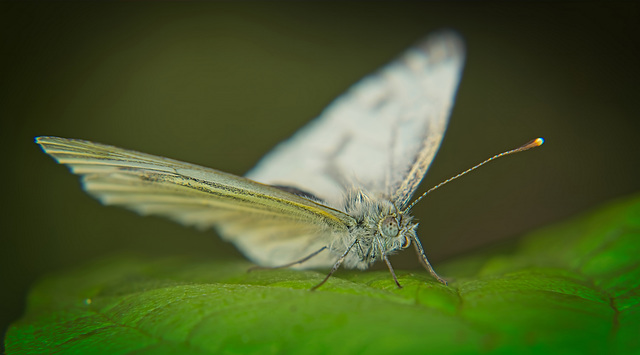 Der Kleine Kohlweißling (Pieris rapae)  macht sich bereit für seinen Abflug :))  The Small Cabbage White (Pieris rapae) is getting ready for its departure :))  Le Petit Chou Blanc (Pieris rapae) se pr