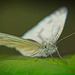 Der Kleine Kohlweißling (Pieris rapae)  macht sich bereit für seinen Abflug :))  The Small Cabbage White (Pieris rapae) is getting ready for its departure :))  Le Petit Chou Blanc (Pieris rapae) se prépare à son départ :))