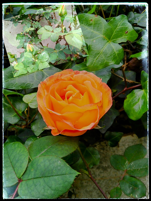 The first rose of the year in my garden The first rose of the year in my garden