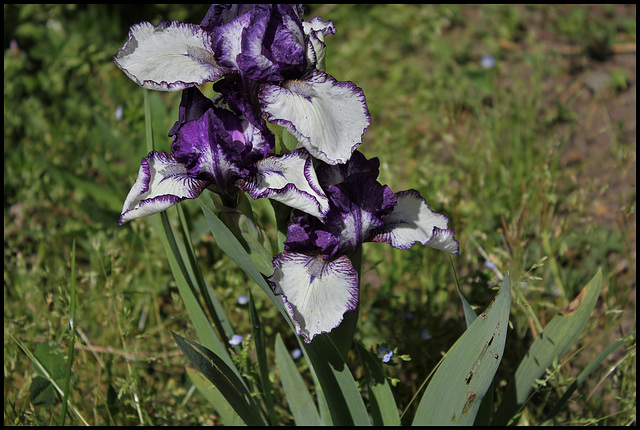 Iris Rare Edition (2)