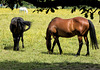 Horses and Field