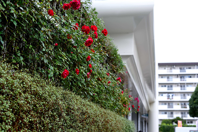 Roses at a railway station