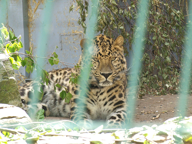 Leopard just looking