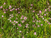 Pogonia ophioglossoides (Rose Pogonia orchid)