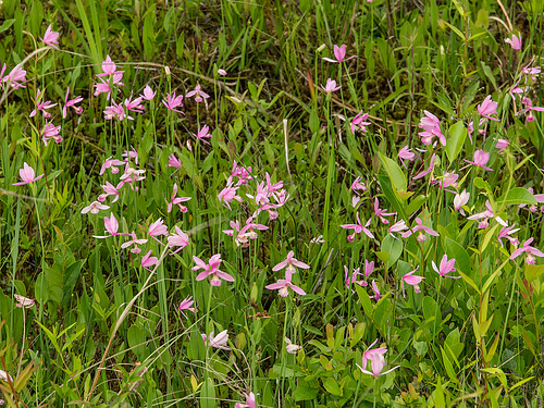Pogonia ophioglossoides (Rose Pogonia orchid)
