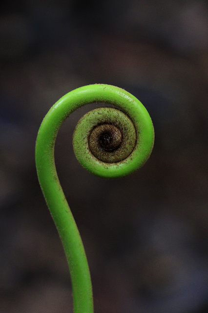 Rainforest Curl