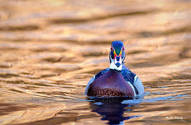 Canard branchu, lumière de fin de journée.