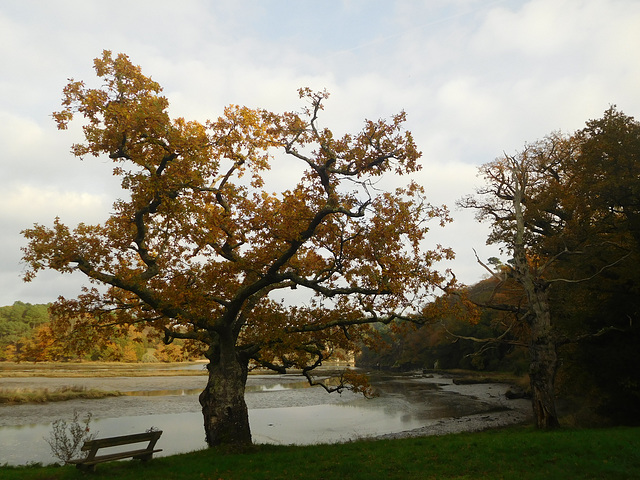 mon chene couleurs d'automne