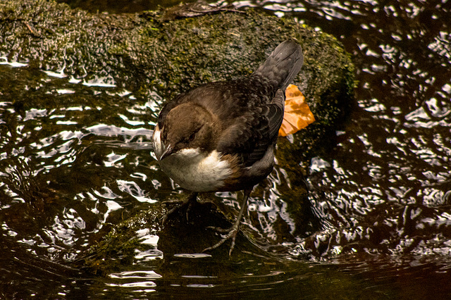 Dipper