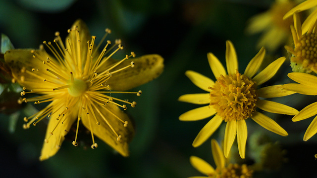 Gelbe Blüten