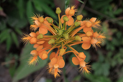 Platanthera ciliaris (Yellow Fringed orchid)