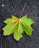 Green Sycamore Leaf Near Magnet Joinery