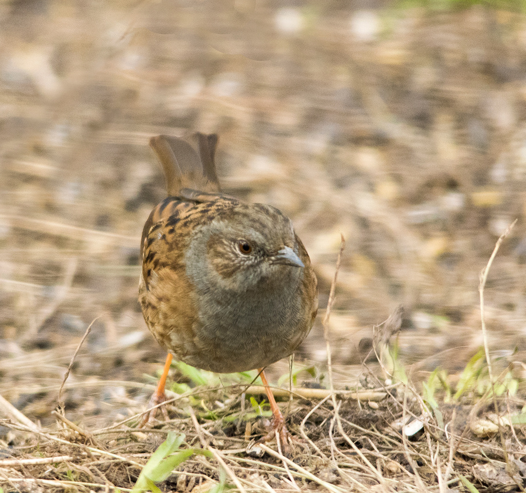 Dunnock