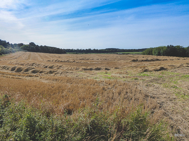 Last of the barley straw drying out before baling